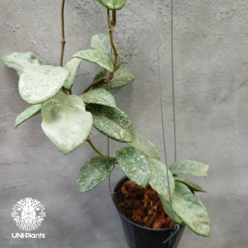 Hoya Carnosa Nova Ghost ホヤ カルノーサ ノバ ゴースト ホヤ 希少 ...