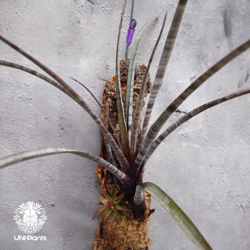 Tillandsia hildae チランジア ヒルダエ インテリア植物 エアー