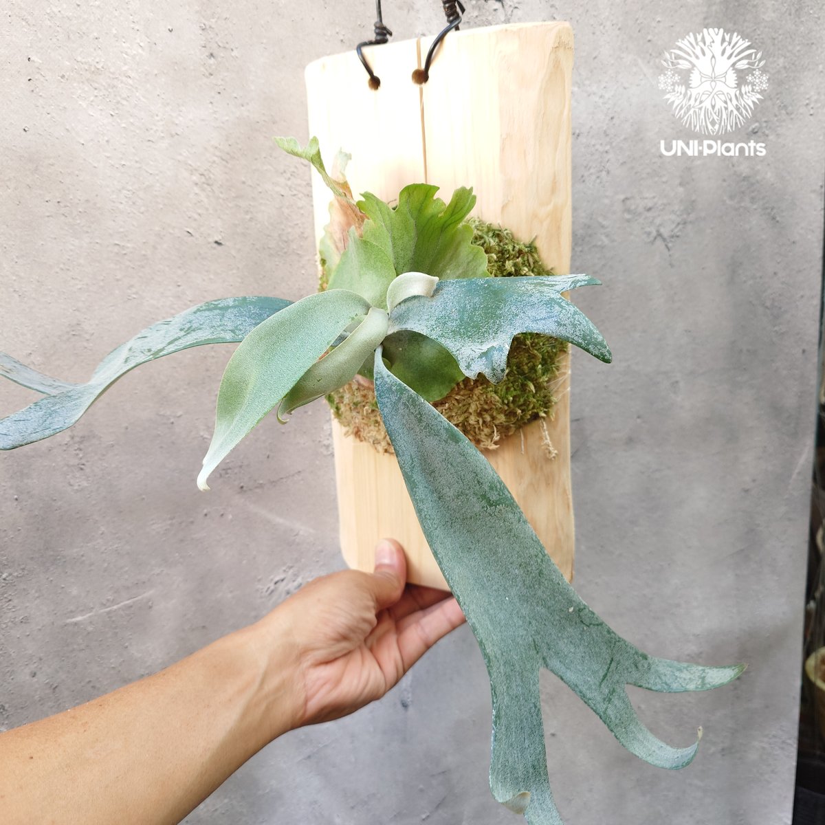 Platycerium willinckii wild East Java (pup) ビカク