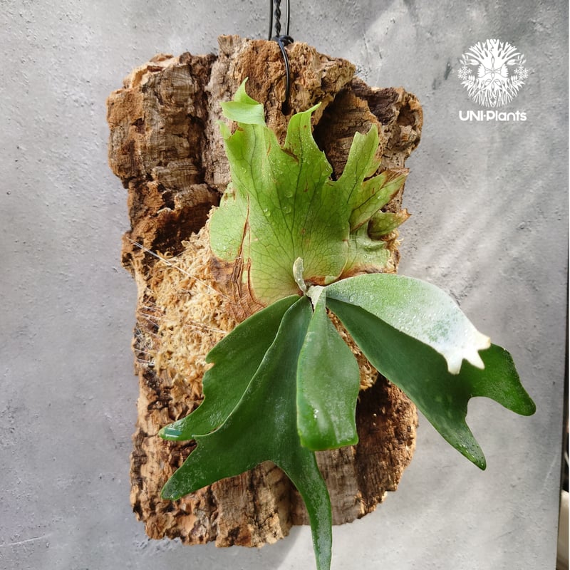 Platycerium willinckii 'W.A.Manda ビカクシダ ウィリンキー