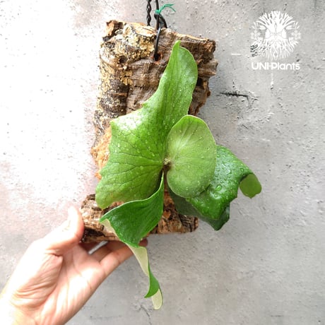 現品 コルク付【エレファントティス】コウモリラン ビカクシダ　 BI0188 現品】コウモリラン/ビカクシダ・エレファントティス コルク付き