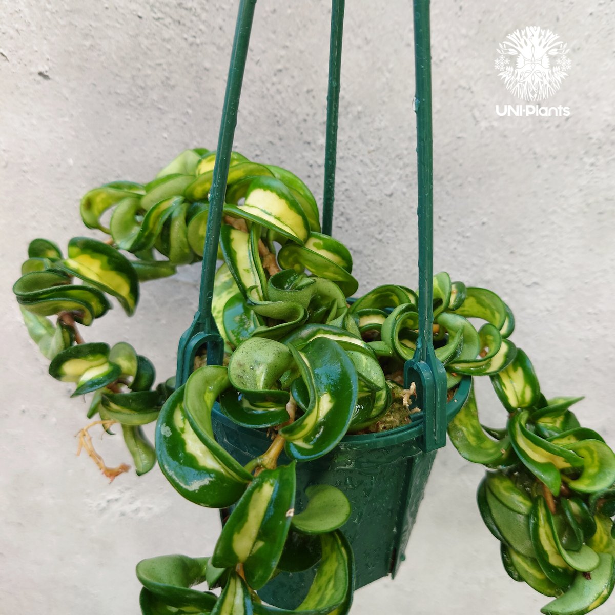 Hoya carnosa compacta variegated ホヤ カルノーサ コンパクタ