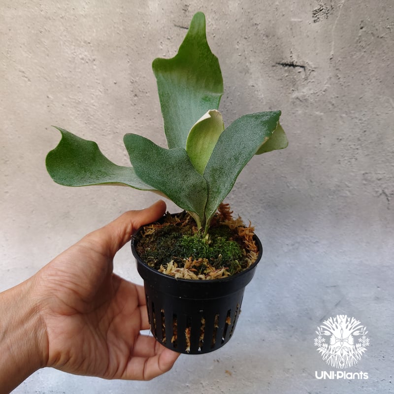 Platycerium willinckii cv Pedro Tatsuta (TC) ビカ
