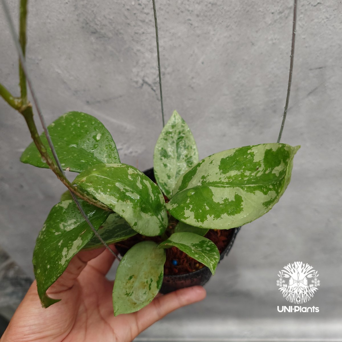 ご予約者様専用ページ ご予約No.US-250511-0900 Hoya Nervosa jo