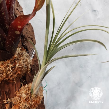 【タイ直輸入・国内着生アレンジ仕立て】Neoregelia Predatress ＋ Tillandsia　balbisiana | ネオレゲリア・プレダトレス＋ チランジア・バルビシアーナ