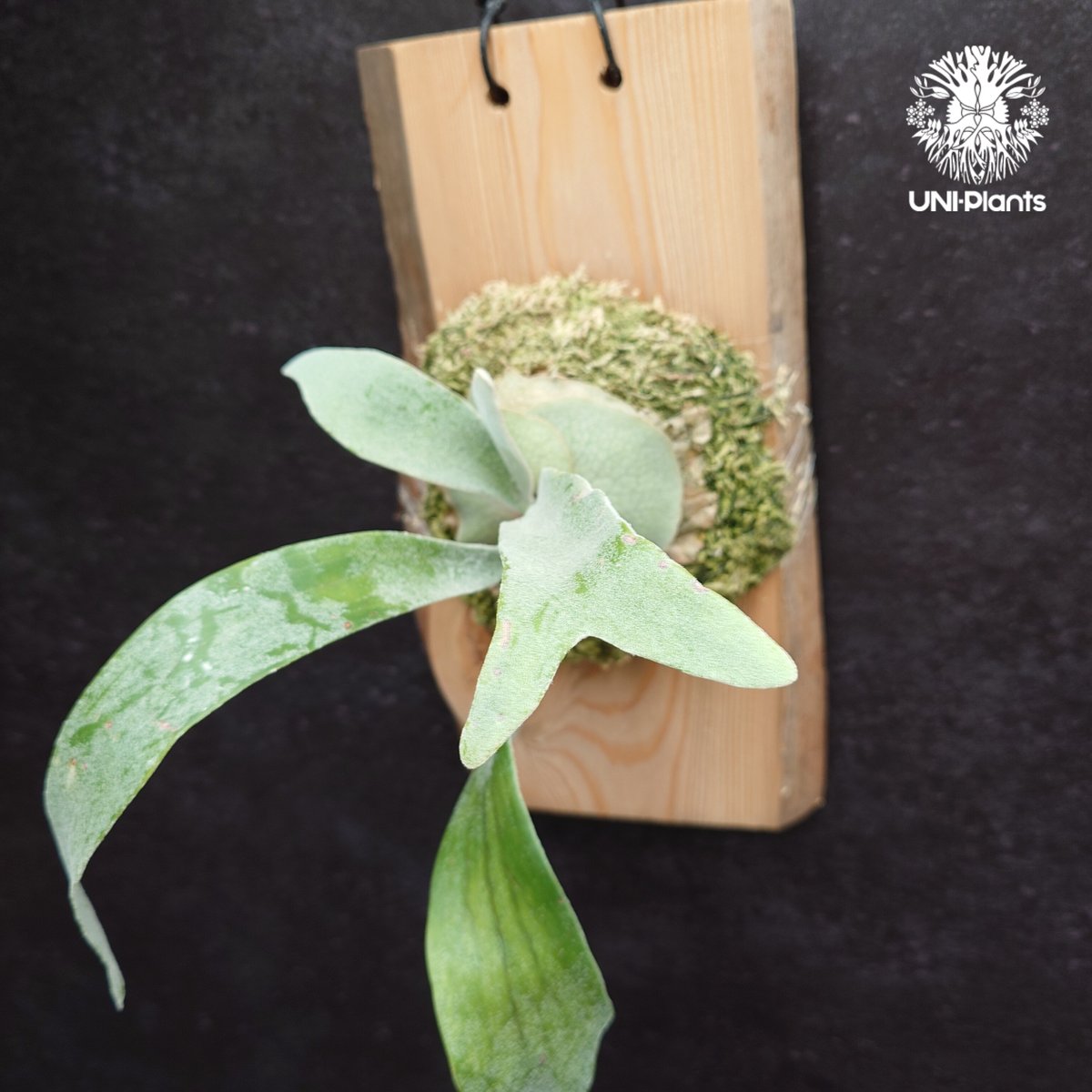 Patycerium veitchii wild ビカクシダ ベイチー ワイルド コウモリラン