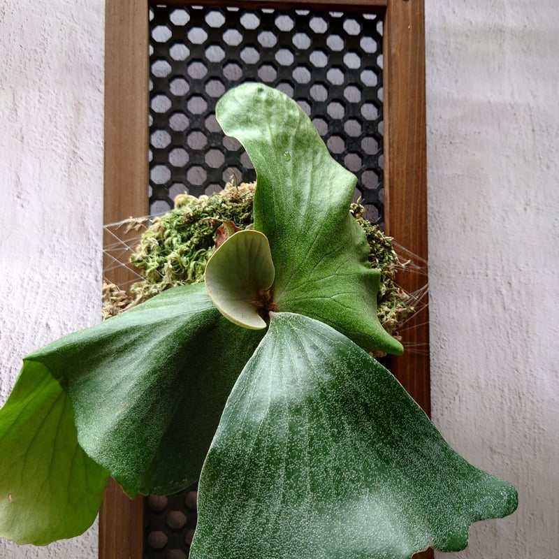 【ritv】 P. elephantotis mutant ビカクシダ P.elephantotis mutant① 在庫僅か @bikamori.com ビカクシダ