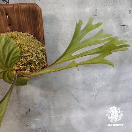 【国内繁殖株・一点物】Platycerium ridleyi | ビカクシダ リドレイ｜ビカクシダ原種｜Platycerium