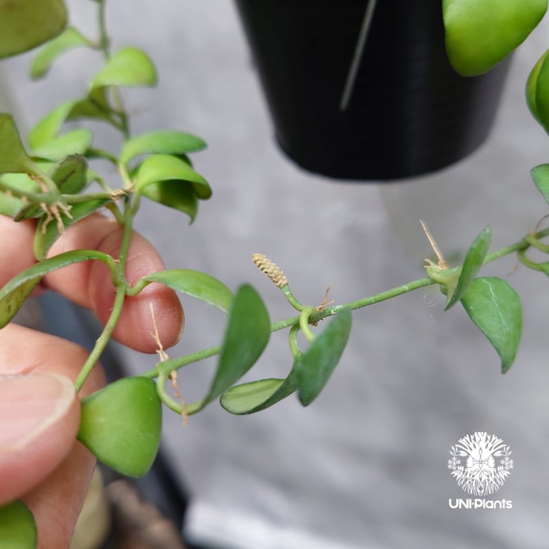 タイ直輸入】ホヤ ヘウスケリアナ イエロー｜珍品・着生植物・つる性