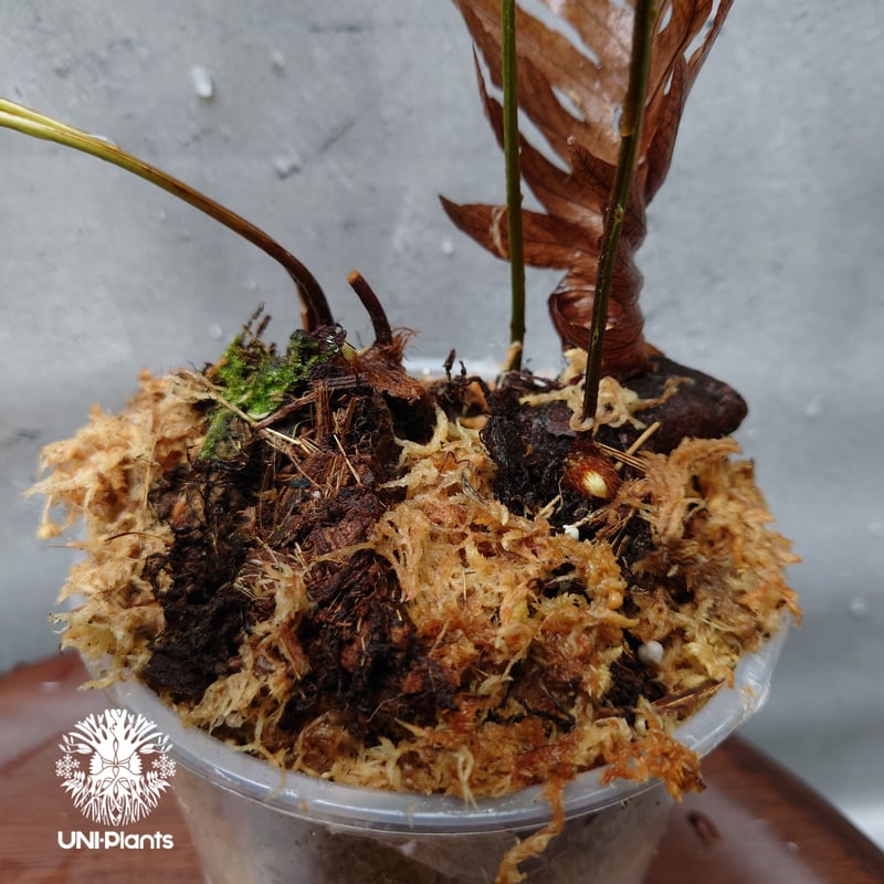 s*0様 Drynaria rigidula `whitei‘ 株分 Drynaria rigidula `whitei' ドリナリア·リギデュラ'ホワイティ