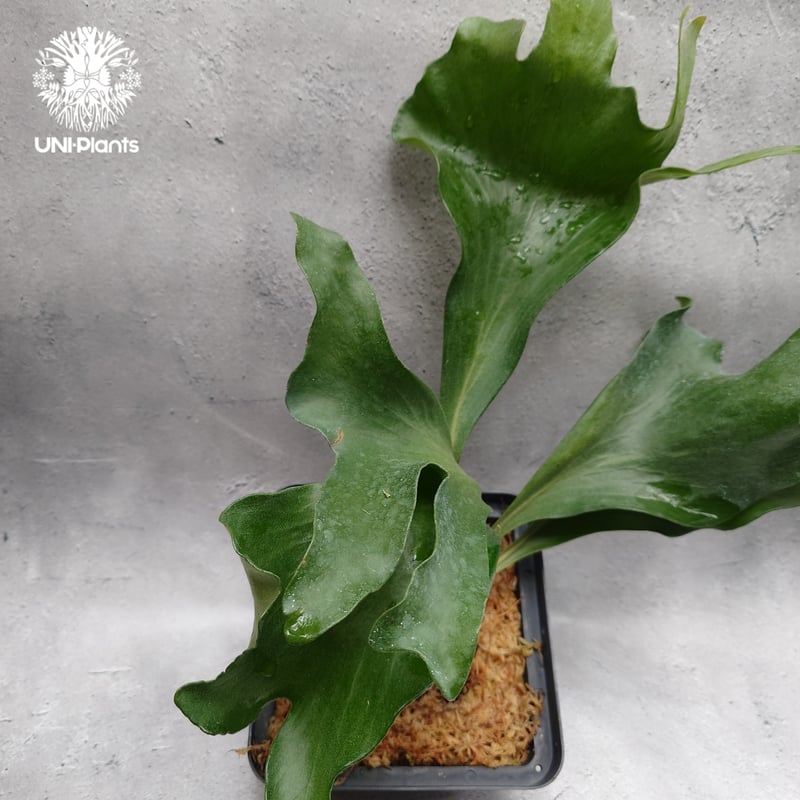 Platycerium hillii 'Dragon Fury' ビカクシダ ヒリー 'ドラゴ
