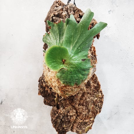 CATEGORY ビカクシダ (Platycerium） | UNI-Plants ビカクシダ