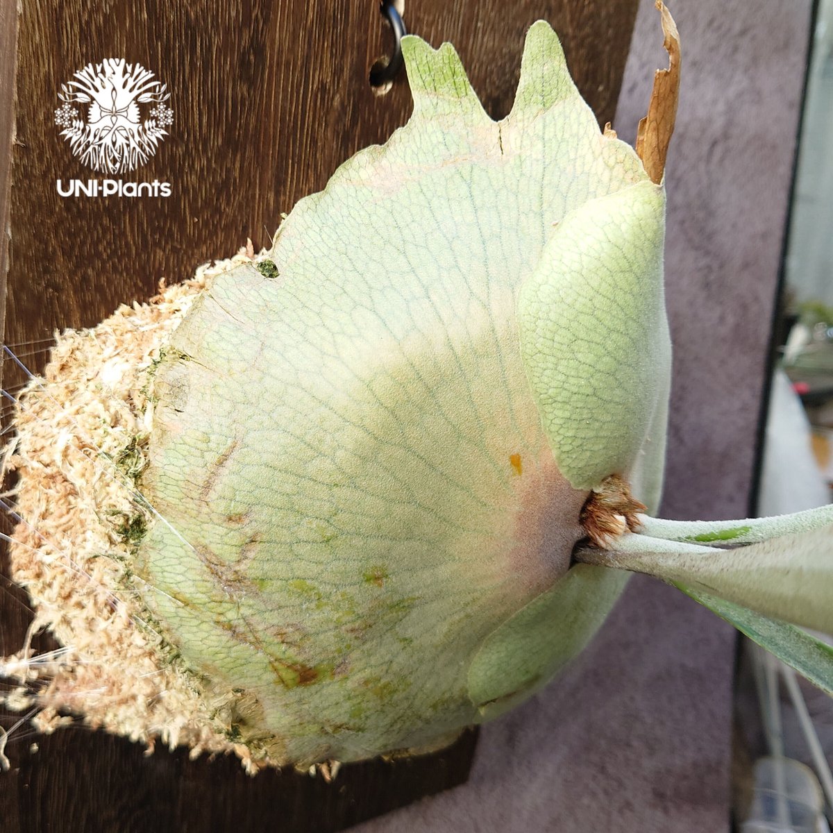 初入荷! ビカクシダ レモイネイ Platycerium veitchii 'Lemoine