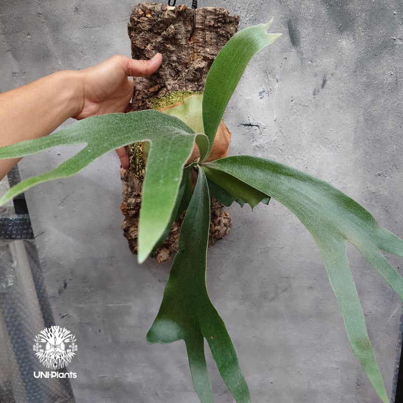 ビカクシダ　mix spore Platycerium sp.(mix spore) ビカクシダ ミックススポア ビカクシダ