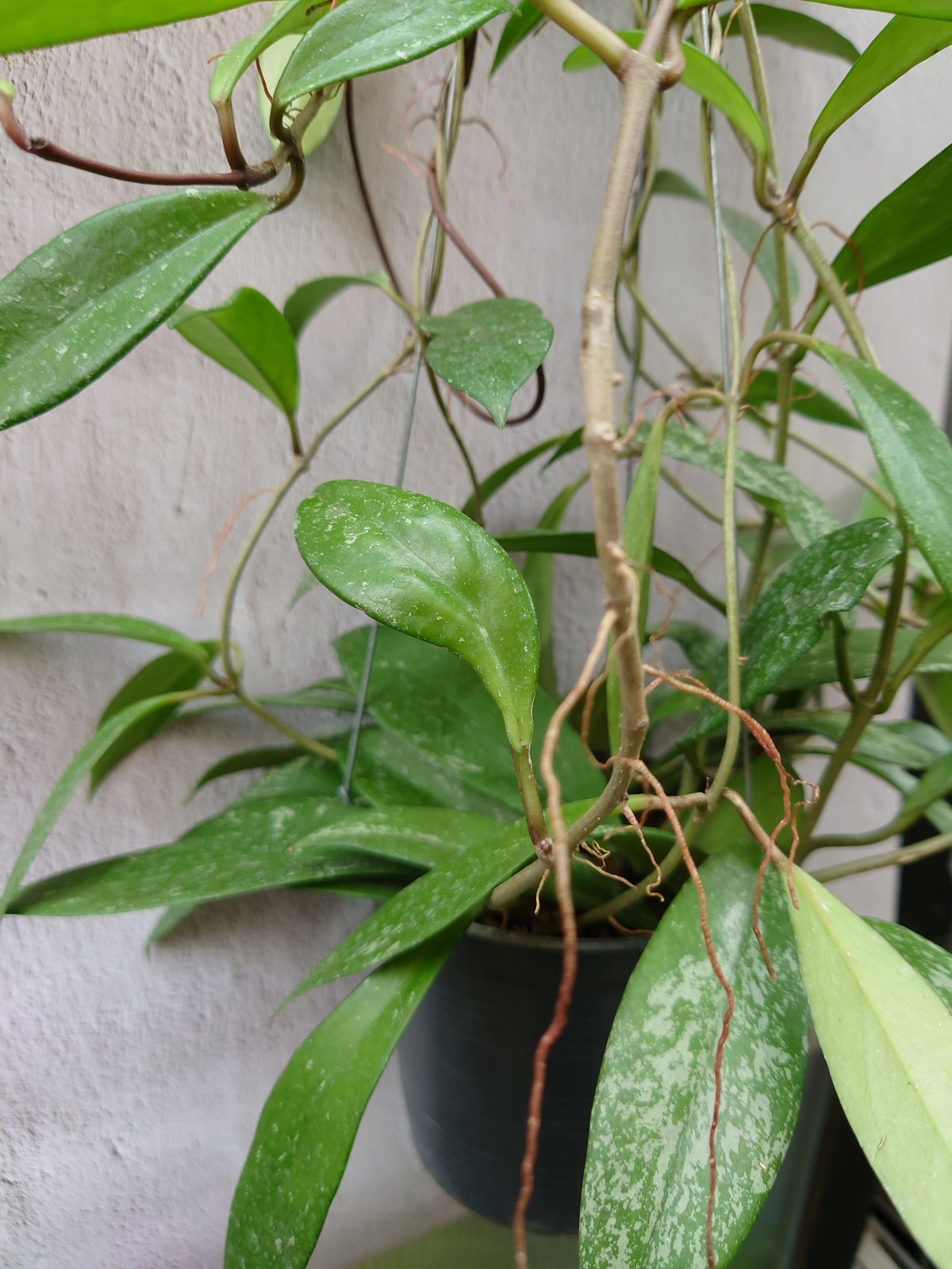 ホヤ プビカリクス レッド Hoya pubicalyx Red ホヤ植物 植物 ホヤ プビカリクス レッド Hoya pubicalyx Red ホヤ植物 植物