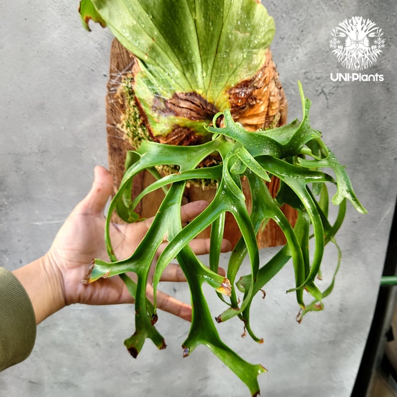 Platycerium coronarium phils dwarf ビカクシダ コロナリウム