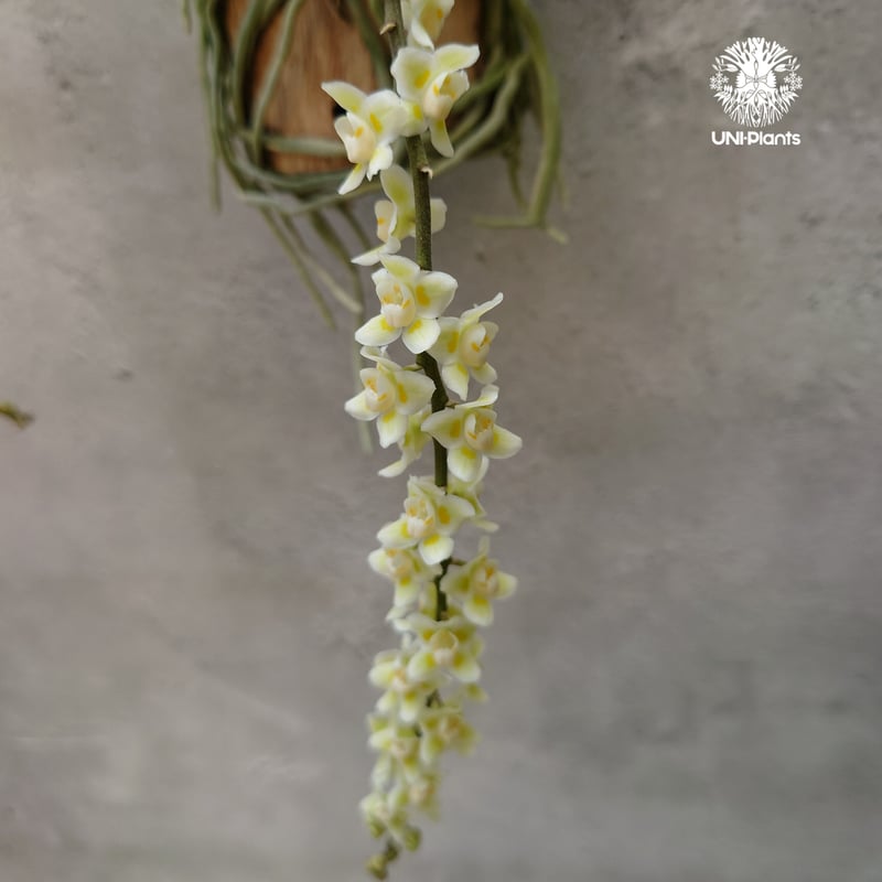 キロスキスタ　ビリディフラバ　着生蘭 キロスキスタ ビリディフラバ Chiloschista viridiflava 着生