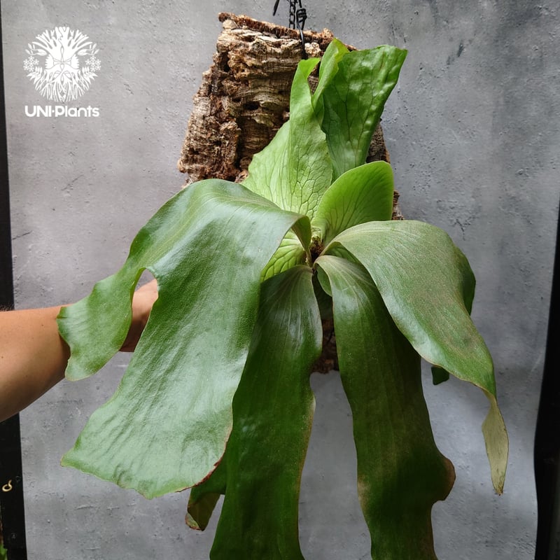 P.elephantotis × P.alcicorne var.Africa ビカクシダ エ