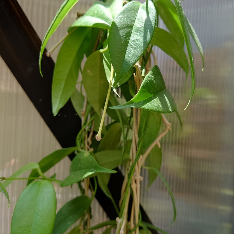 希少! ホヤ ブオティ Hoya buotii ホヤ植物 植物 珍奇植物 珍奇 珍しい