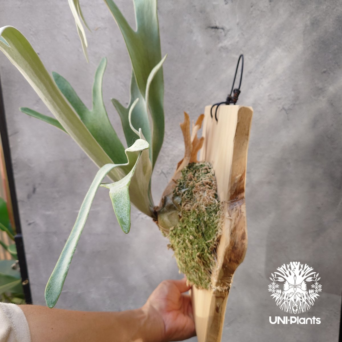 ビカクシダ Platycerium Veitchii wild ビカクシダ ベイチー ワイルド Patycerium veitchii wild