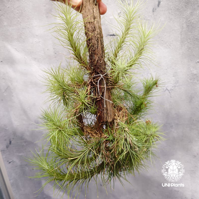 専用　Tillandsia Kraken 速達発送 専用 Tillandsia Kraken 速達発送 - メルカリ