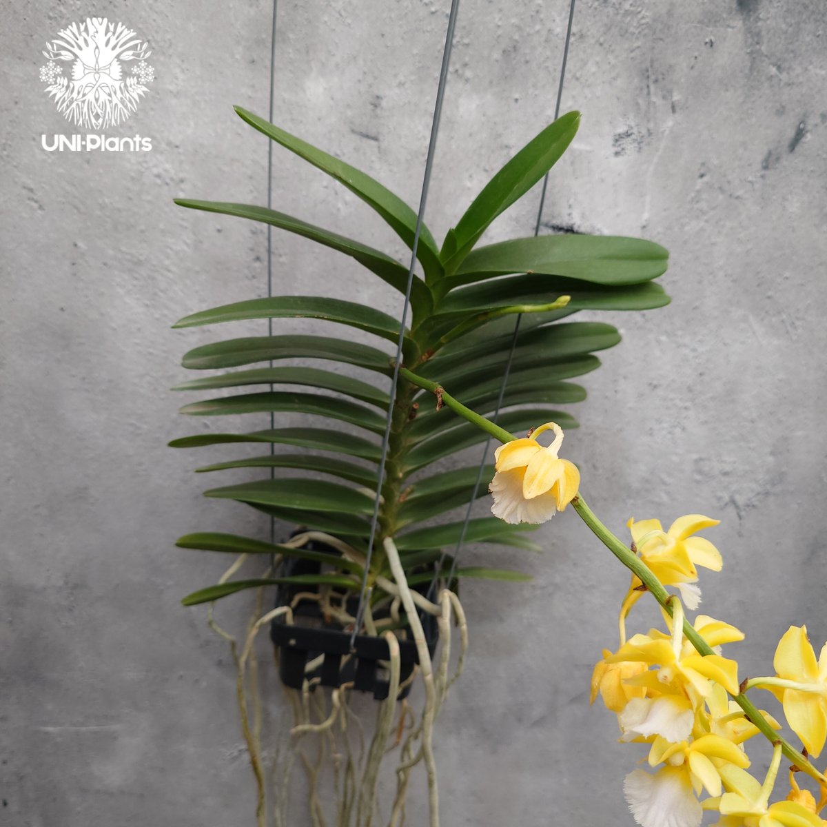 Aeridovanda Kasorn's Orchid Tactic 着生蘭 着生ラン 蘭の花