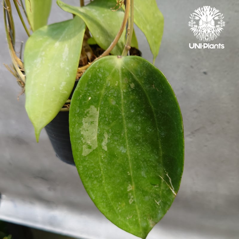Hoya latifolia Snow Queen （L）ホヤ ラティフォリア スノー