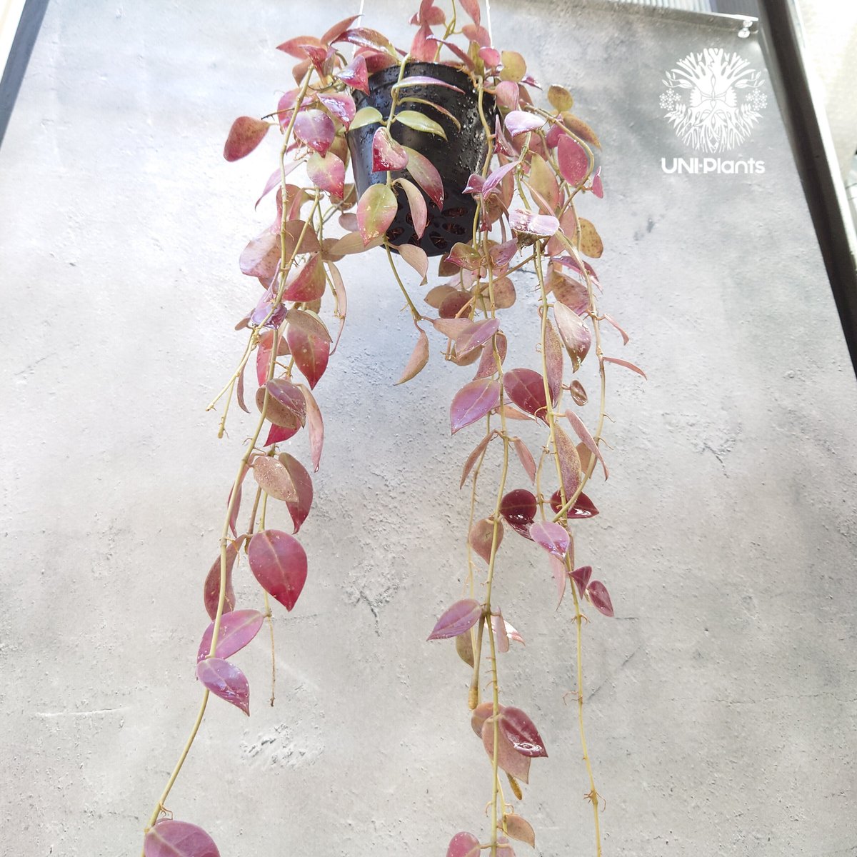 初入荷 Hoya walliniana ut152 ホヤ ワリニアーナ ホヤ植物 植物 初入荷 Hoya walliniana ut152 ホヤ ワリニアーナ ホヤ植物 植物