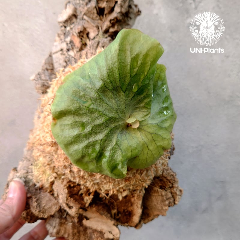 Platycerium Dawboy ビカクシダ ダウボーイ コウモリラン ビカクシダ