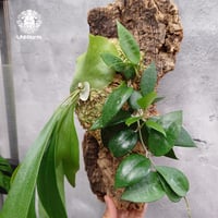 着生アレンジ Platycerium sp.(spore) ＋ Hoya parasitica black edge   ビカクシダ着生コルク付け 着生植物 Platycerium ホヤ植物