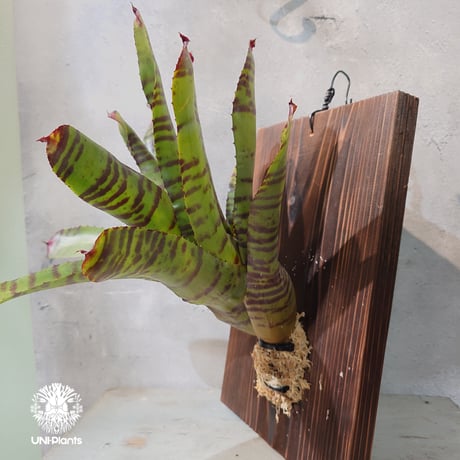 フリーセア'ロロ'タンクブロメリア Aechmea chantinii 'Yamamoto' samurai【artPLANTs/PLANTS GARAGE