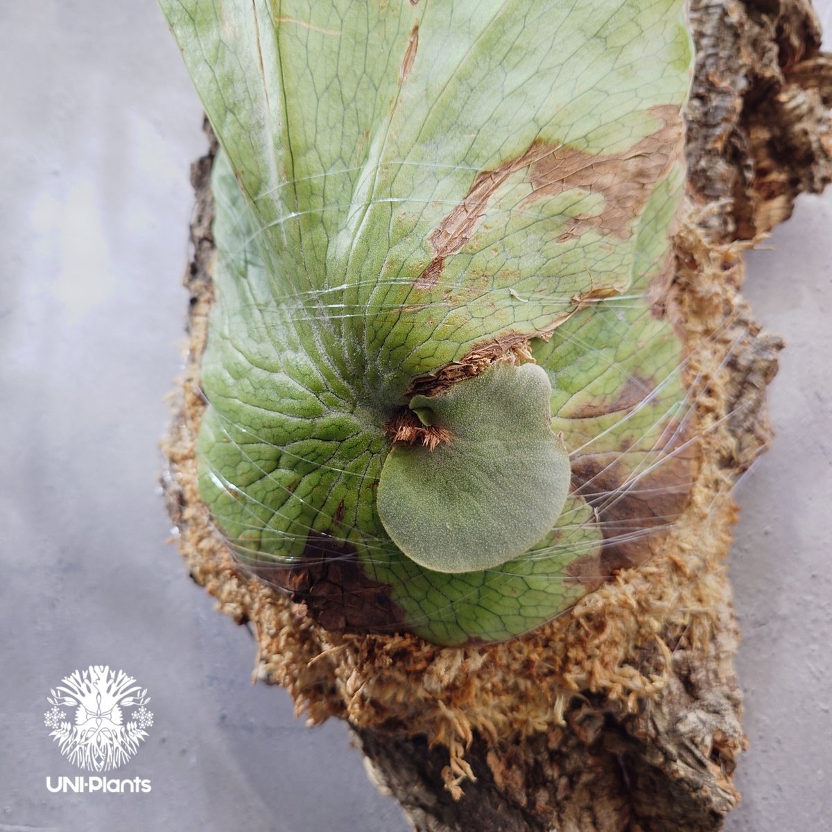 Platycerium wandae wild ビカクシダ ワンダエ ワイルド株 ビカクシダ