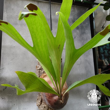 ビカクシダアルシコルネ | STORES