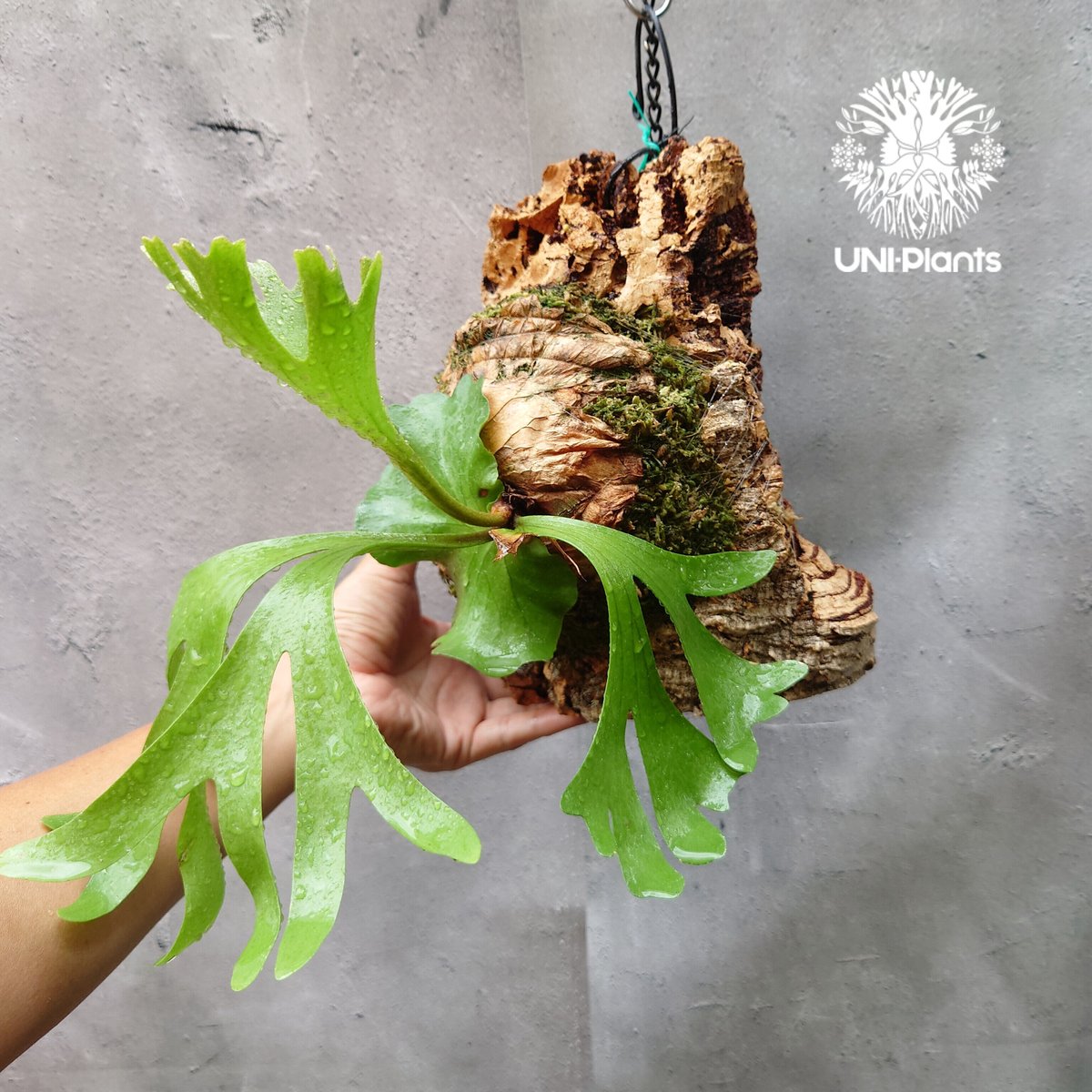 ビカクシダ　リドレイ　ワイルド　Platycerium ridleyi⑰ ビカクシダ リドレイ Platycerium Ridleyi コウモリラン