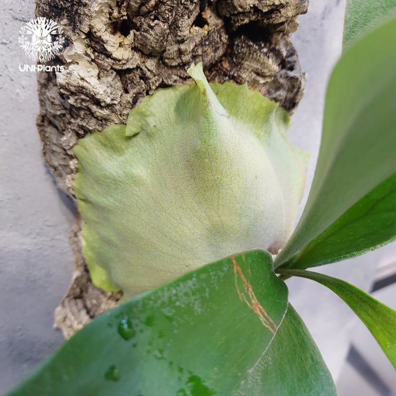 ビカクシダ アルシコルネ Platycerium alcicorne ビカクシダ原種 シダ