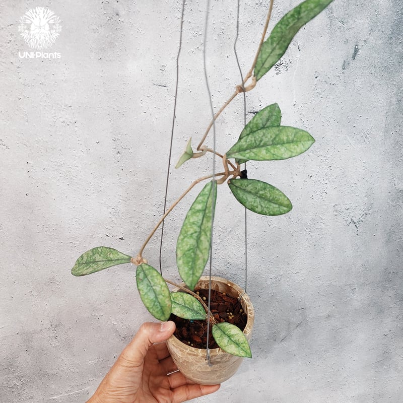 タイ直輸入・現地選抜の希少株】Hoya Crassipetiolata super spla
