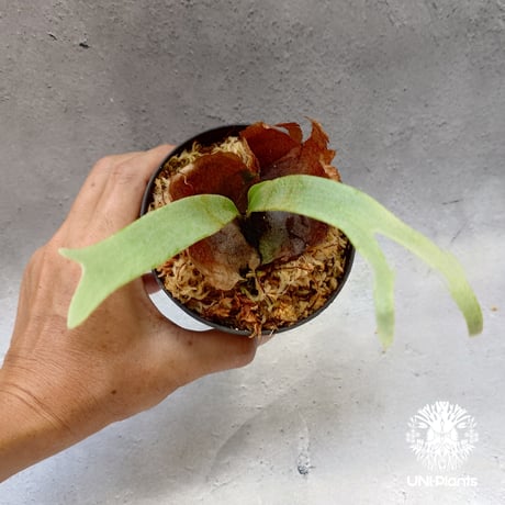 ビカクシダ　jibjib ビカクシダジップジップ | STORES