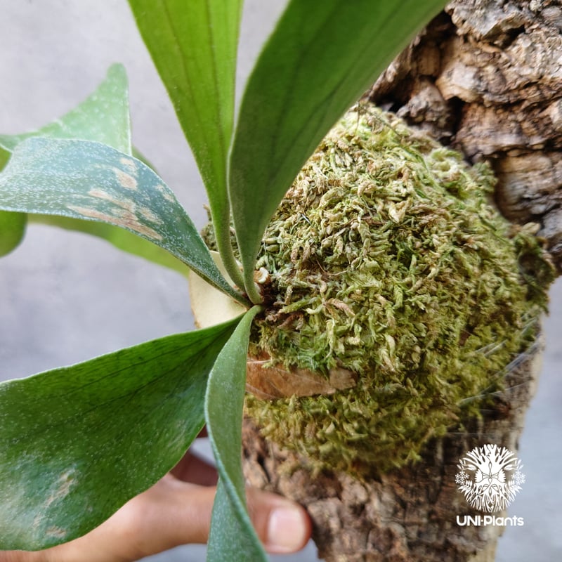 Platycerium hillii cv. Nampu ビカクシダ ヒリー cv. ナンプー