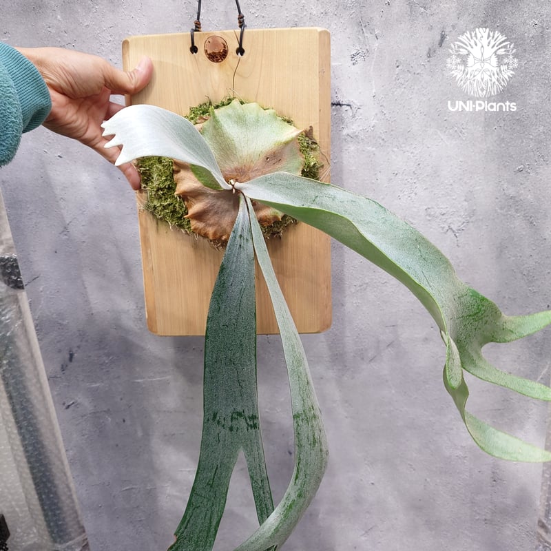 Platycerium Saikeaw(P.andinum x P.willinckii) ビ