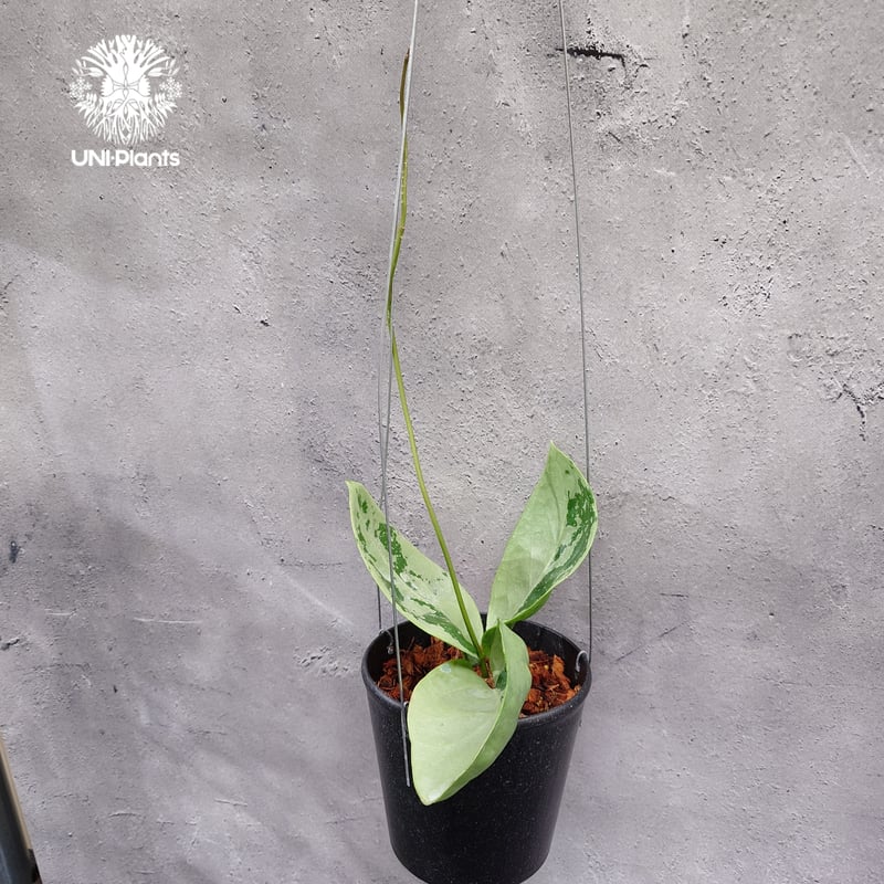 限定1株入荷 Hoya Nervosa jokul ホヤ 希少 ホヤ植物 ホヤの花 珍しい