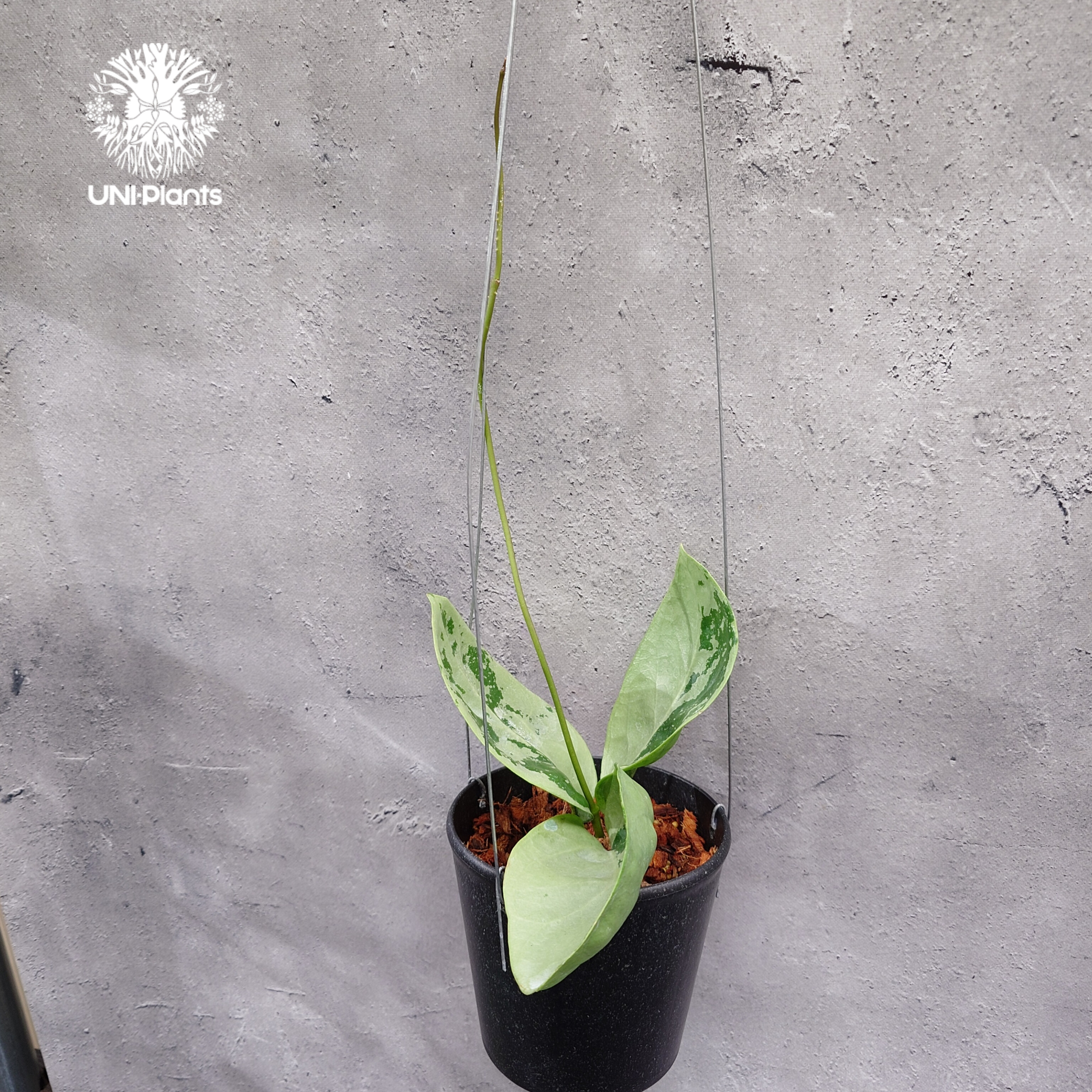 限定1株入荷 Hoya Nervosa jokul ホヤ 希少 ホヤ植物 ホヤの花 珍しい