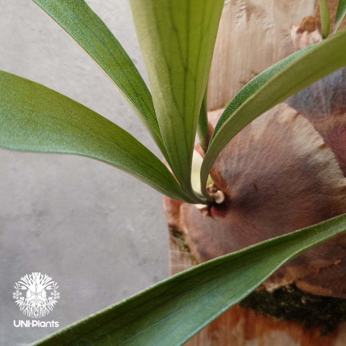Platycerium sp.(pup) ビカクシダ 品種不明 コウモリラン Platycerium sp.(pup) ビカクシダ 品種不明 コウモリラン
