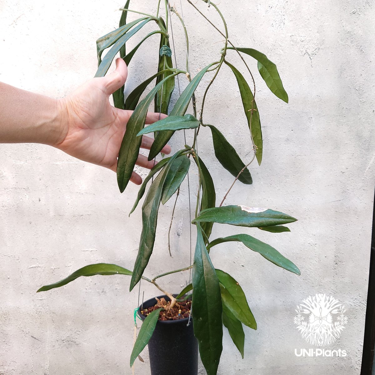 1028＊Hoya ＊ホヤ ＊スラウェシアナ ＊斑入り（外斑入り） fit=scale-down,w=1200