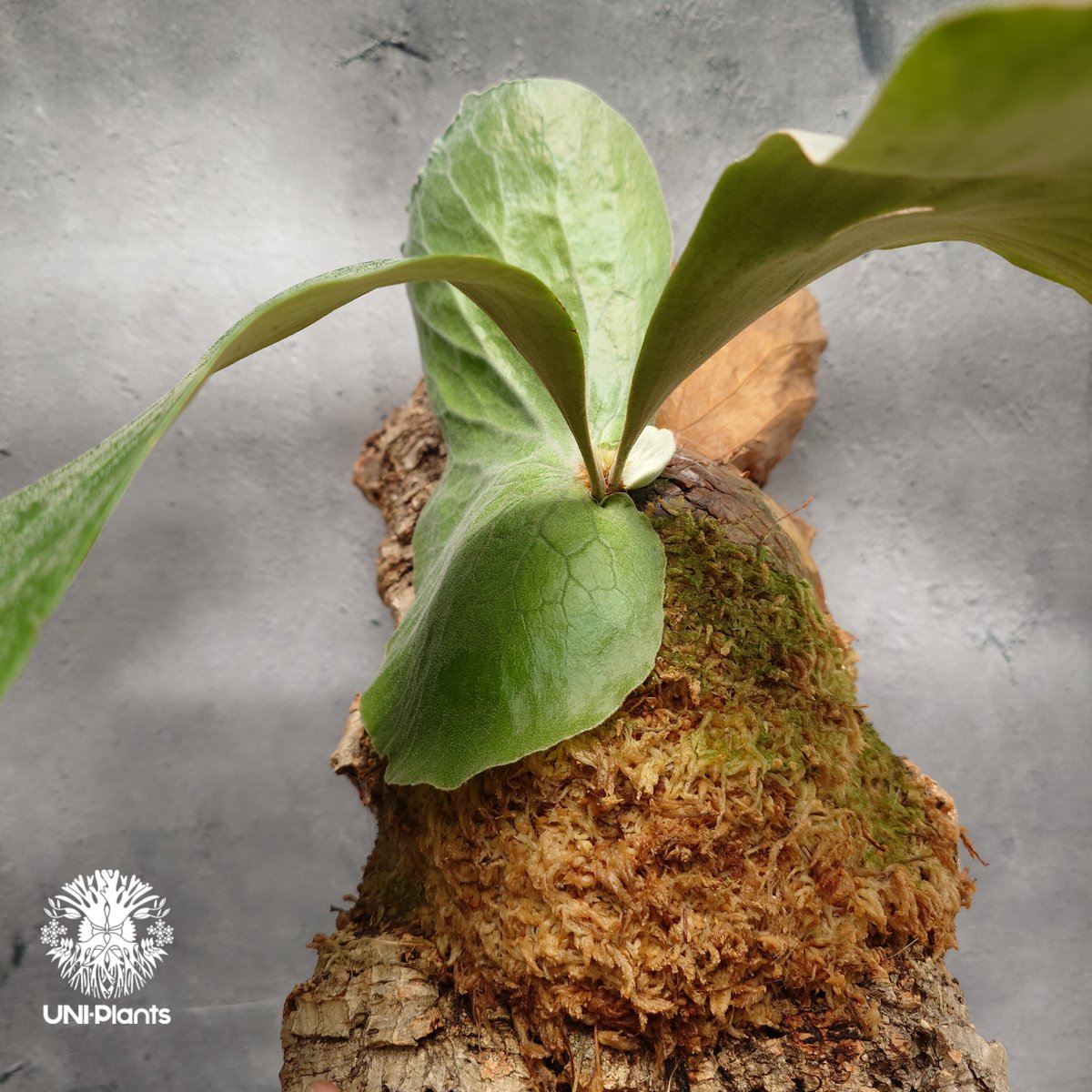 Platycerium elemaria (P. elephantotis x P. andi