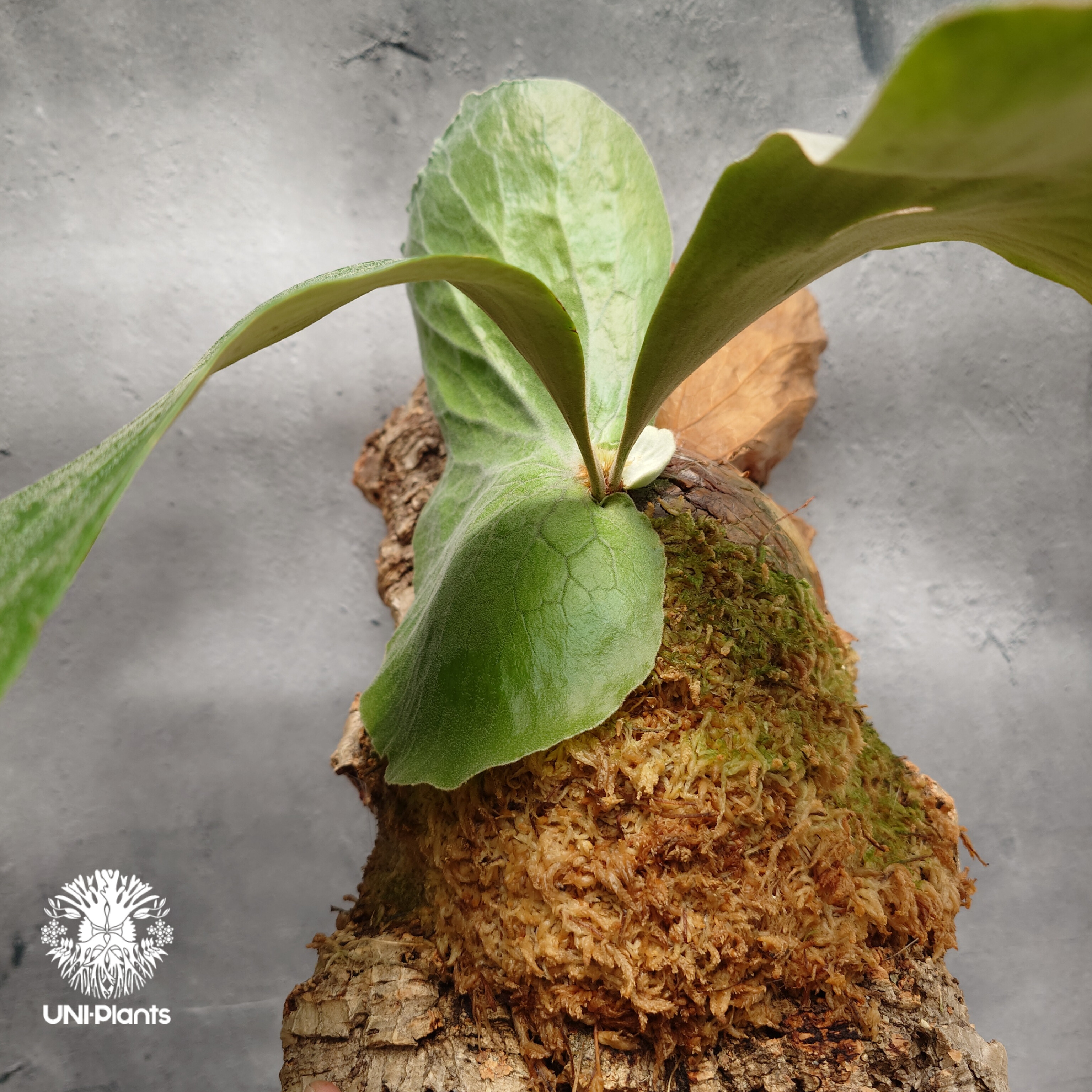 Platycerium elemaria (P. elephantotis x P. andi