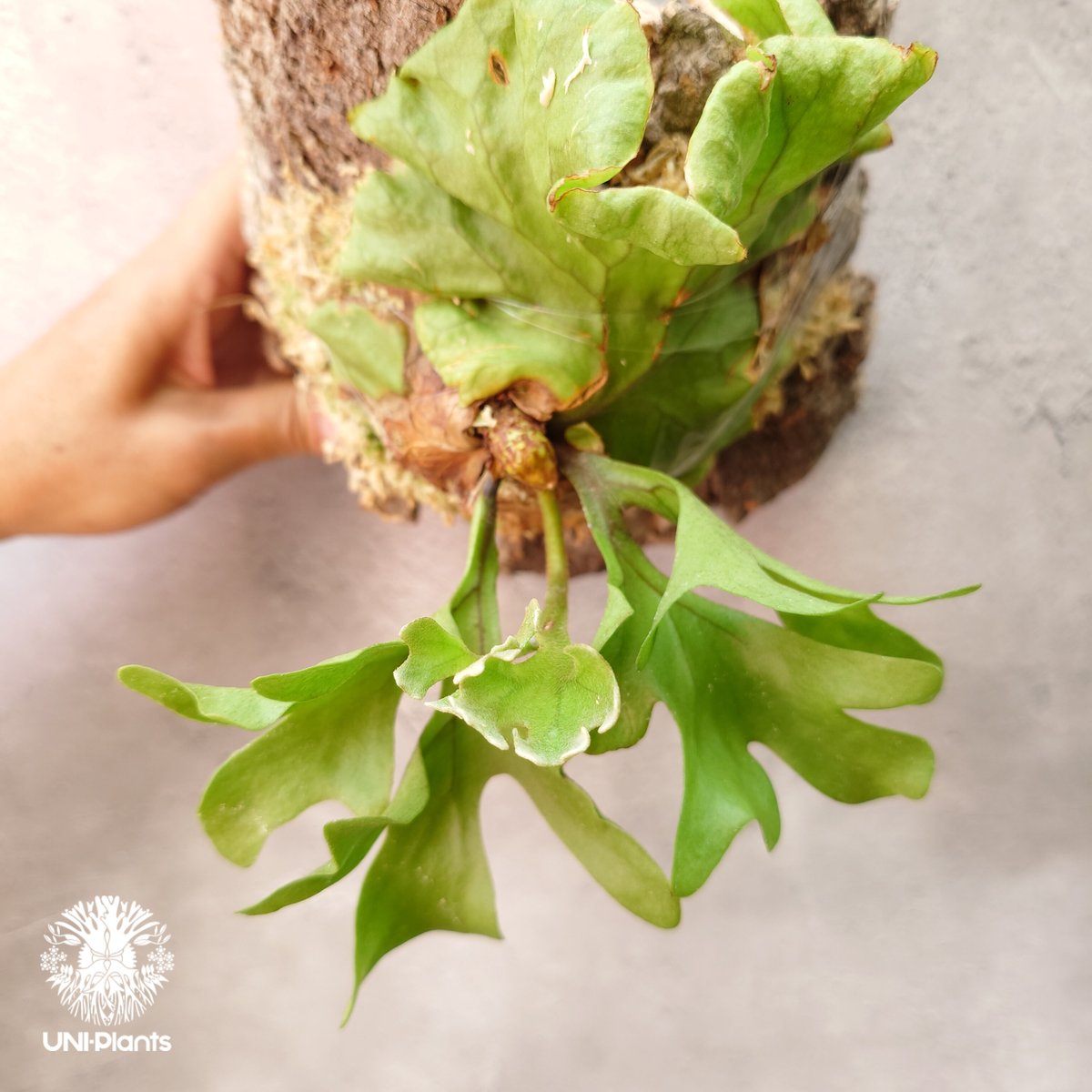 ビカクシダ リドレイ ドワーフ Platycerium ridleyi Dwarf コウモリラ