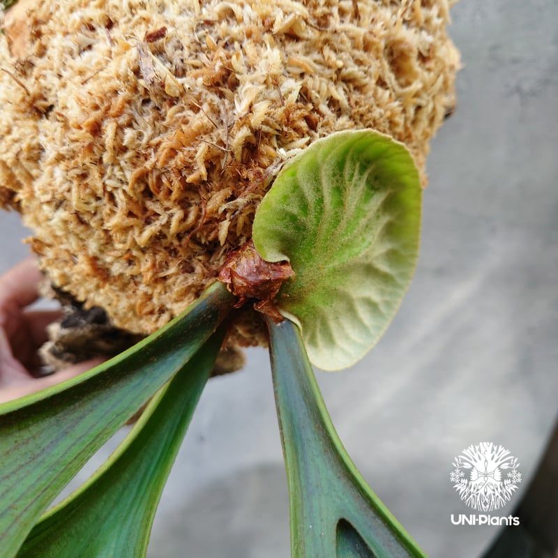 ビカクシダ キッチャクード Platycerium mt.kitshakood コウモリ ビカクシダ キッチャクード Platycerium mt.kitshakood コウモリ