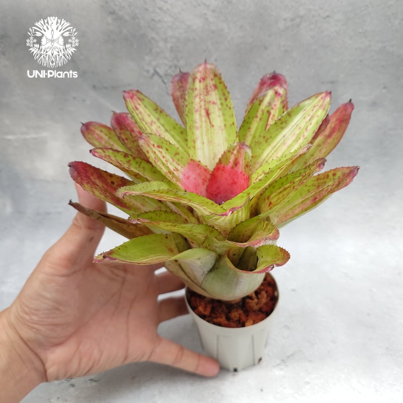 Neoregelia Chili verde ネオレゲリア Neoregelia ブロメリア科