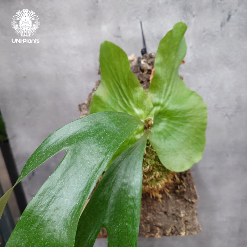 ビカクシダ ステマリア Platycerium stemaria ビカクシダ原種 シダ植物