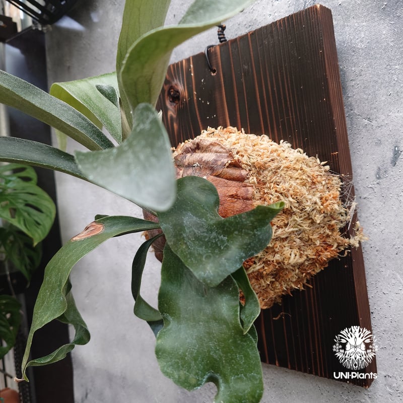 Platycerium sp.(spore) ビカクシダ 品種不明 ビカクシダ子株 シダ植物